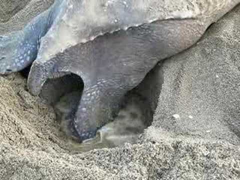 Leatherback turtle nesting part 4