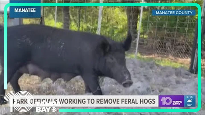 Feral hogs captured in Manatee County ending up on local restaurant plates with new program
