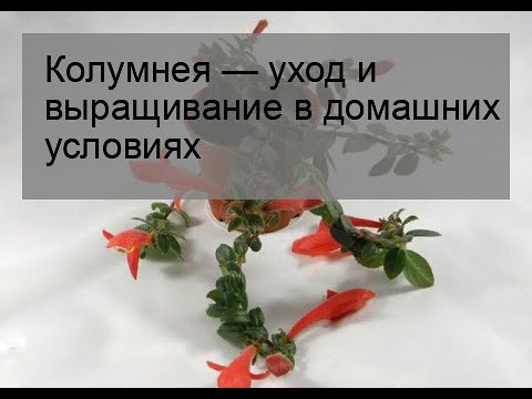 Колумнея — уход и выращивание в домашних условиях