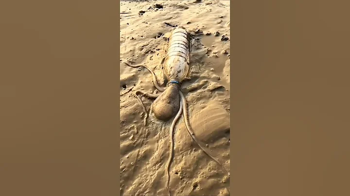 Octopus Inside the Bottle 😱 #youtubeshorts #shorts #trending #viralvideo