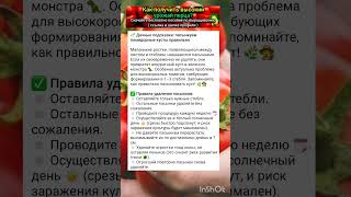 дачные советы
