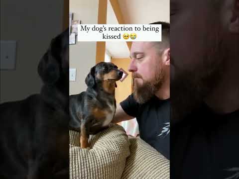 Video: Šuo šūvis 5 kartus, reaguoja, padėdamas bučinius