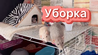 Уборка у крыс 🐀 | Моё утро 🧏‍♀️