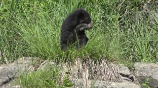 Jöö-Alarm im Zoo Zürich – Baby Brillenbären erkunden die Welt (TELE TOP)