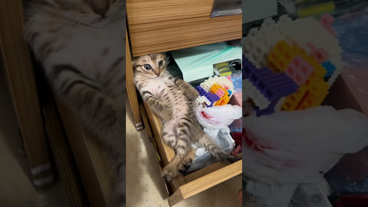 Kitten Sleeps Sprawled Like a Person in Dresser Drawer