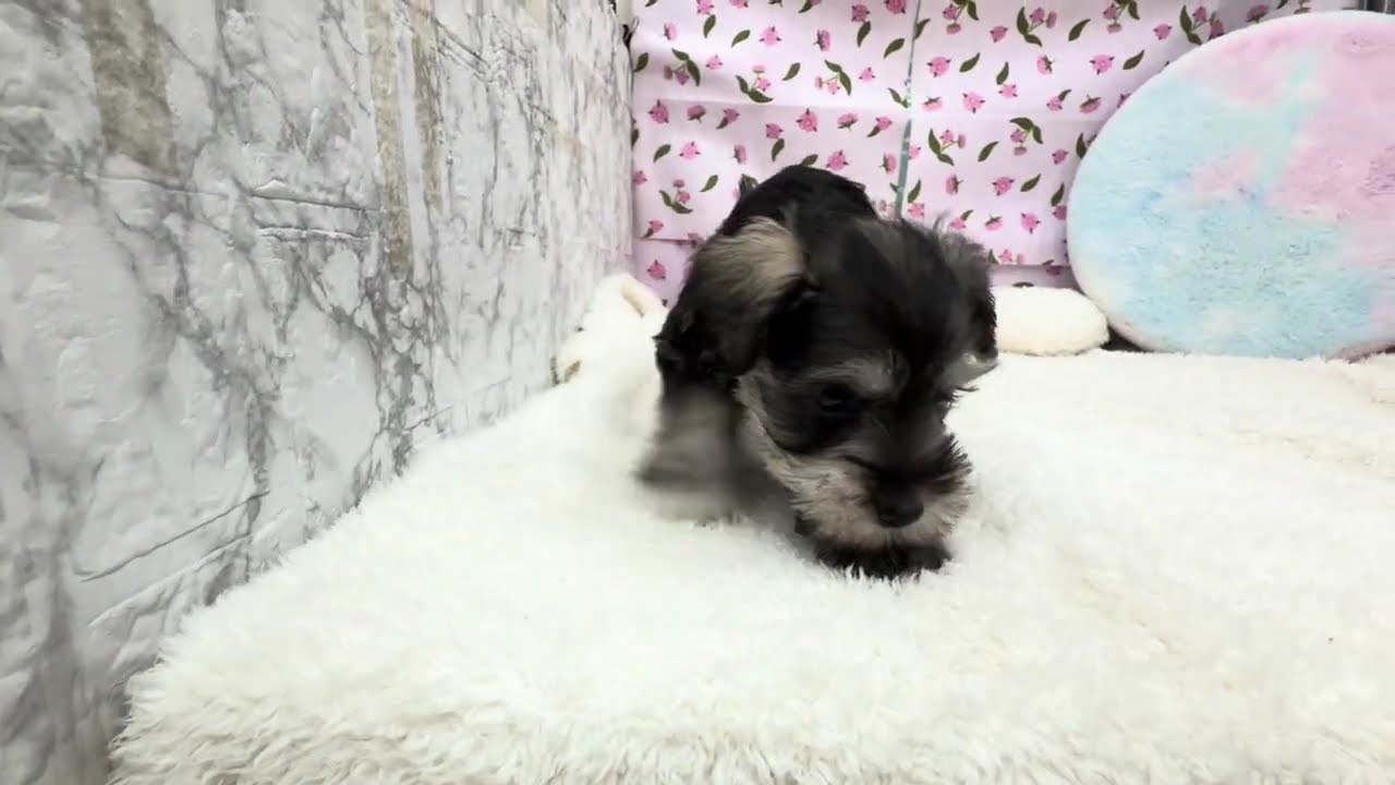 犬の家＆猫の里エアポート店】No.207024 シュナ ♂ - YouTube