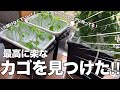 【穴あけ作業なし！】セリアのゴミ箱にシンデレラフィット＆100均で最高に楽なカゴ発見したよ～‼︎‼︎‼︎#水耕栽培#水耕栽培の容器#ダイソー#セリア#家庭菜園#ミニトマト#矮性ミニトマト