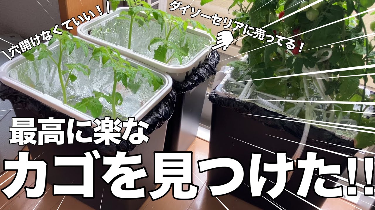 【穴あけ作業なし！】セリアのゴミ箱にシンデレラフィット＆100均で最高に楽なカゴ発見したよ～‼︎‼︎‼︎#水耕栽培#水耕栽培の容器#ダイソー#セリア#家庭菜園#ミニトマト#矮性ミニトマト