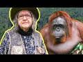 This Woman Dedicated Her Life To Saving Endangered Orangutans