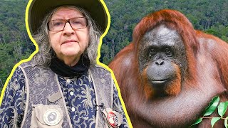 This Woman Dedicated Her Life To Saving Endangered Orangutans