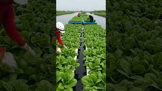 Fresh Spinach Growing in Hydroponics on a Floating Farm 🌱💧