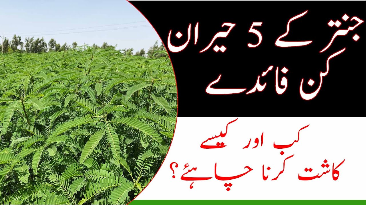 Sesbania cultivation for green manuring|Janter ki kashat|How to increase organic matter in soil