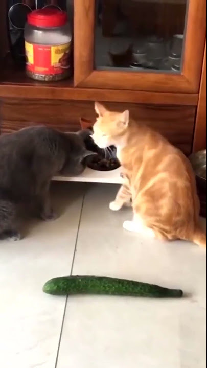 Cats And Cucumbers Compilation - Youtube