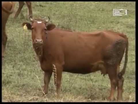 6 665 ლარად შეძენილი ჯერსის ძროხა ოპოზიციის კრიტიკის საგანი გახდა