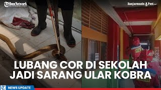 Lubang Cor di Area Sekolah Jadi Sarang Kobra, Ditemukan 14 Ekor Sekaligus