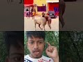 Angry Cow; Comedian Fun 🤣🤣🤣 #funny #viralshorts #funny