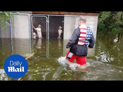 Incredible moment six dogs are rescued hurricane Florence flooding