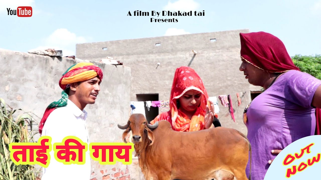 ताई की गाय हरियाणवी राजस्थानी कॉमेडी || धाकड़ ताई की कॉमेडी वीडियो