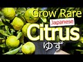 Yuzu Japan S Prized Citrus How To Grow Citrus Grafting Germination Pruning Propagation Yuzu Japan S Prized Citrus How To Grow Citrus Grafting Germination Pruning Propagation