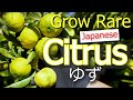 Yuzu | Japan&#39;s Prized Citrus | How To Grow Citrus | Grafting | Germination | Pruning | Propagation