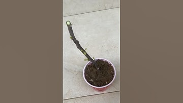 Thumbnail of How to Grow June Plum Tree from a Branch #shorts #plumtree #juneplum