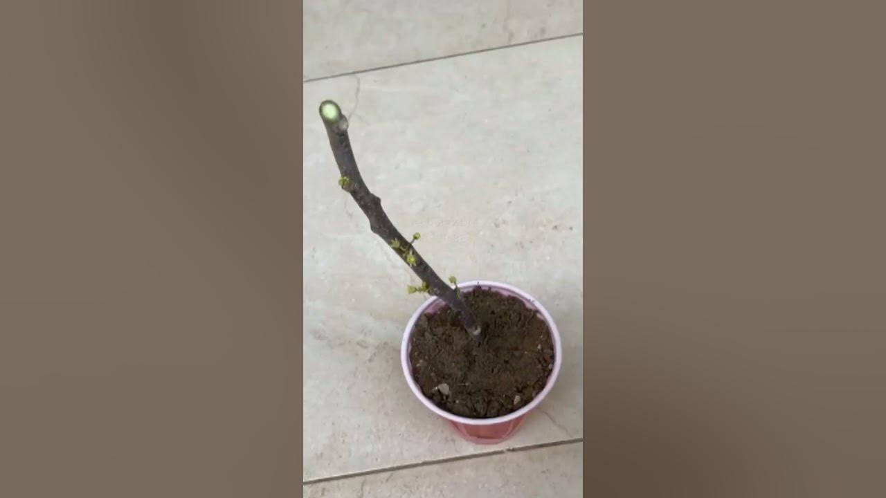 How to Grow June Plum Tree from a Branch #shorts #plumtree #juneplum