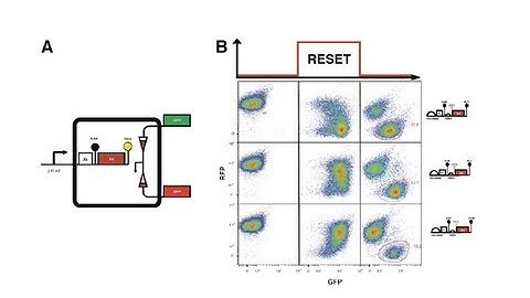 Scientists Successfully Store Digital Data in Living DNA Cells