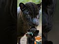 Der Panther - König des Dschungels #panther #großkatzen