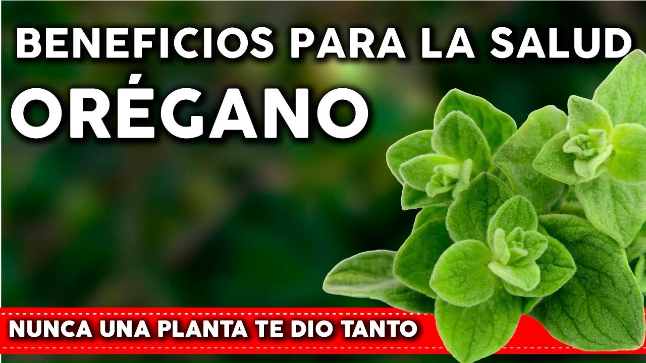 Por qué DEBES consumir OREGANO Todos los días? Importantes propiedades