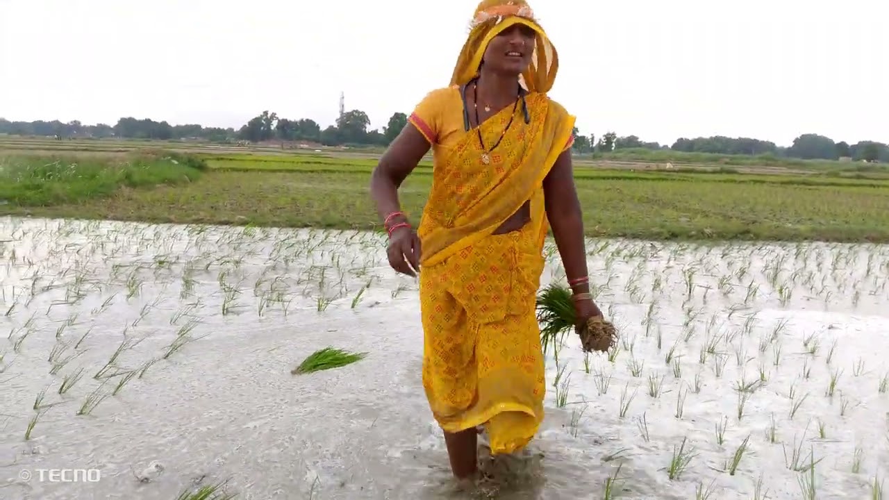 धान की रोपाई हो रही है 🌾🌾😢
