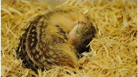 How Adorable Hibernating Squirrels Could Help Scientists Preserve Human Organs