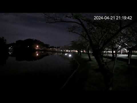 竹嶋潟 観桜ライブカメラ（秋田県にかほ市）