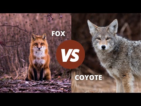 Fox Vs Coyote | How to Tell Them apart