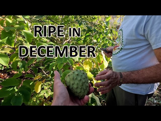 December in Jacques' food garden in Southern California - YouTube