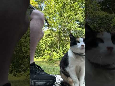 Cats and guitars 