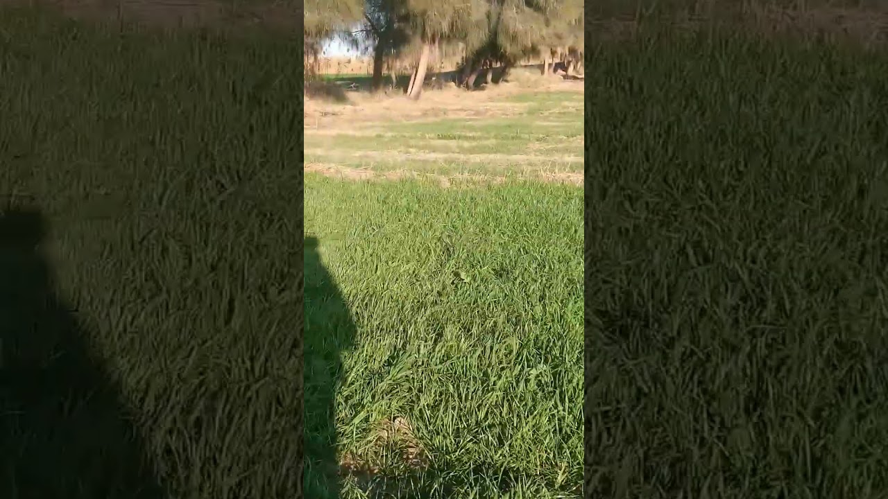 للبيع 9 فدان... حاجه في روعة الجمال....  الفرافرة الوادي الجديد...