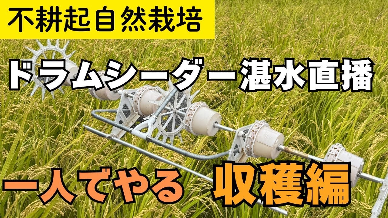 【省力的な米づくり】一人でも大丈夫！直播栽培の稲刈り