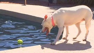 Sniffspot Lets Dog Owners Rent Backyard for Private Playtime