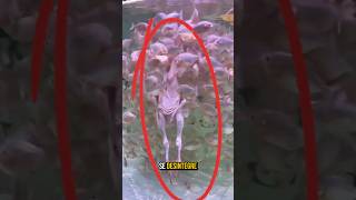Animal hunting techniques that look like they're straight out of a video game #animalkingdom #wil...