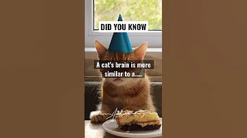 Psychology facts. #psychologyfacts #psychology #facts #cat #catlover #shorts
