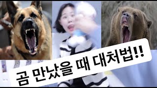 [민이꾹이TV] 곰(개 포함) 만났을 때 대처법 알려드립니다