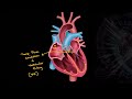 Should we use adenosine in wpw with afib  critical ecgs  good reads  42024