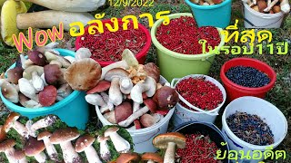 อลังการ😲🍄เห็ดผึ้งหวานเต็มป่าขนแทบไม่ไหว/ใหญ่ยาวขาวอวบเก็บเพลินเก็บมันส์/ย้อนอดีตป่าเดิมสมการรอคอยจ้า