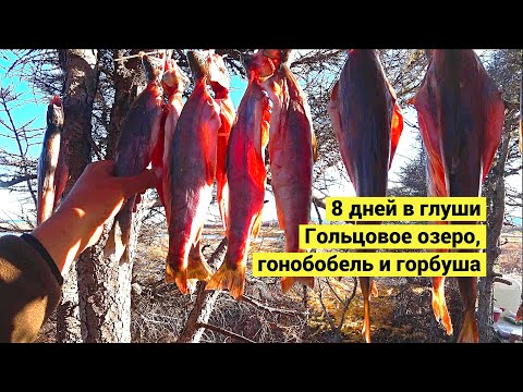 8 дней в глуши. Гольцовое озеро, гонобобель и горбуша // 8 days in the wilderness (Eng Subs)