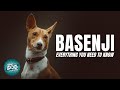 Basenji Dog Breed Guide | Dogs 101 -  Basenji Puppies to Adults の動画、YouTube動画。
