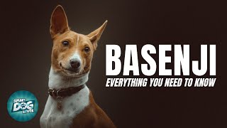 Basenji Dog Breed Guide | Dogs 101 -  Basenji Puppies to Adults