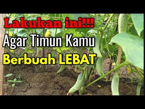 Video: Cara Membaja Timun Semasa Berbuah