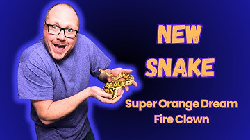 New Snake Day: Unboxing Our Stunning Super Orange Dream Fire Clown Ball Python!