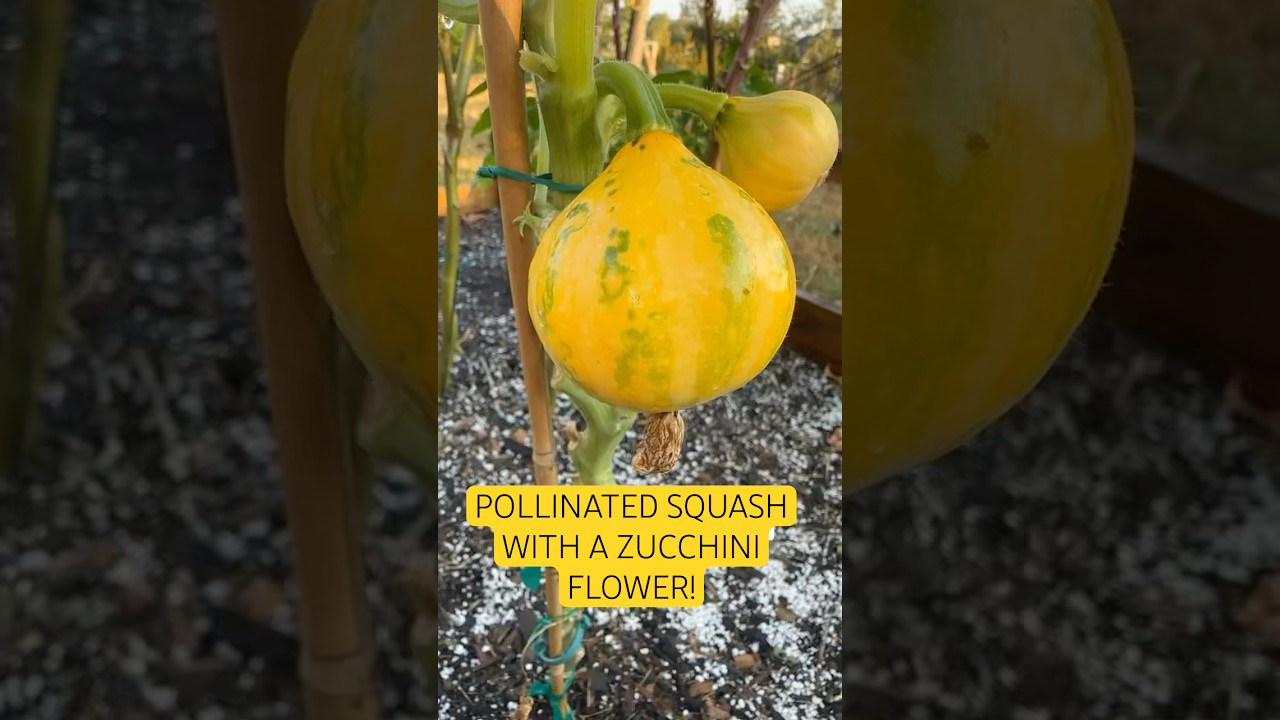 THIS IS WHAT HAPPENS 🤔🌱 WHEN YOU POLLINATE SQUASH WITH A ZUCCHINI FLOWER 💛✨
