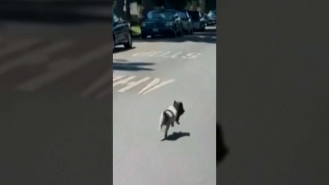 Runaway pig zooms through the streets of West Hollywood Runaway pig zooms through the streets of West Hollywood